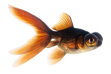 Teleskop göz goldfish