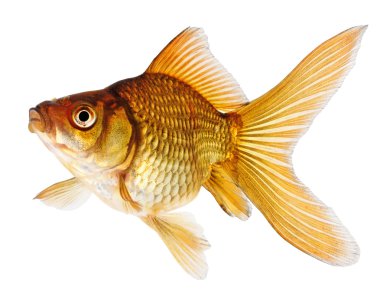 Gold Fish on White Background clipart