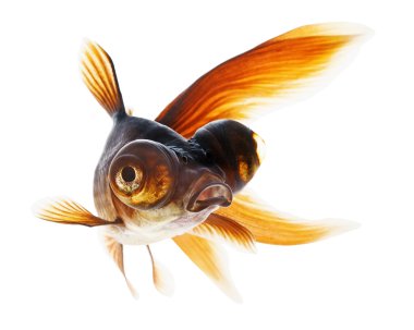 Teleskop göz goldfish