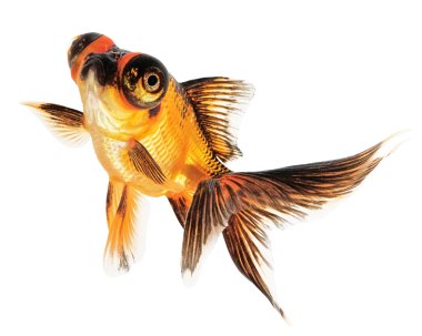 Teleskop göz goldfish