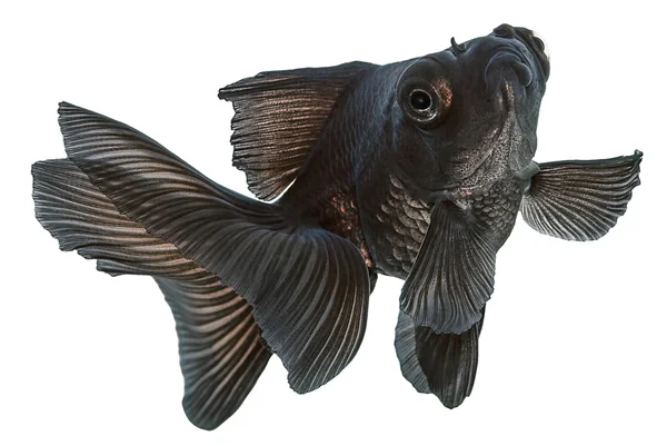 Peixe-dourado preto em branco — Fotografia de Stock