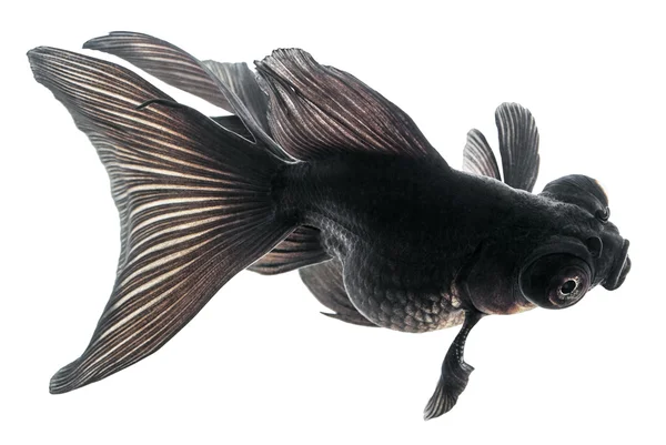 Black Goldfish on White — Stock Photo, Image