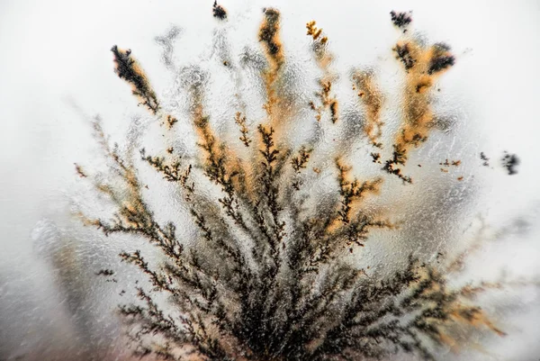 Dendrite crystals — Stock Photo, Image