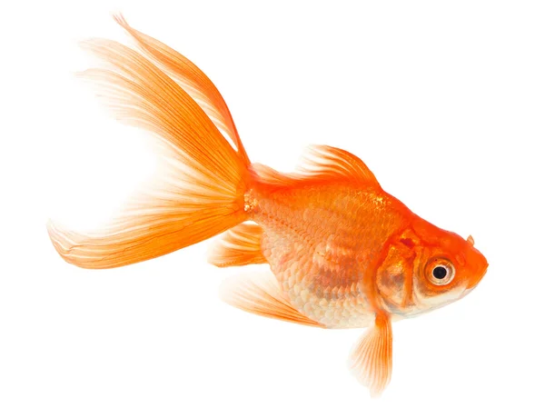 Gold Fish on White Background — Stock Photo, Image