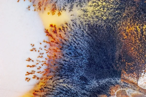 모스 옥수 — 스톡 사진