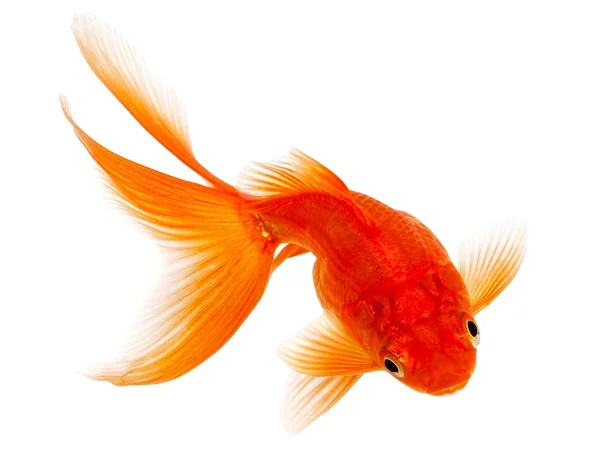 Gold Fish on White Background — Stock Photo, Image