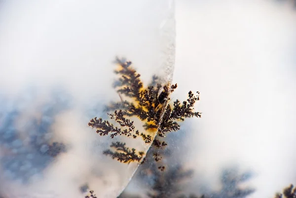 Dendrite crystals macro — Stock Photo, Image