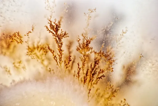 Dendrite crystals macro — Stock Photo, Image