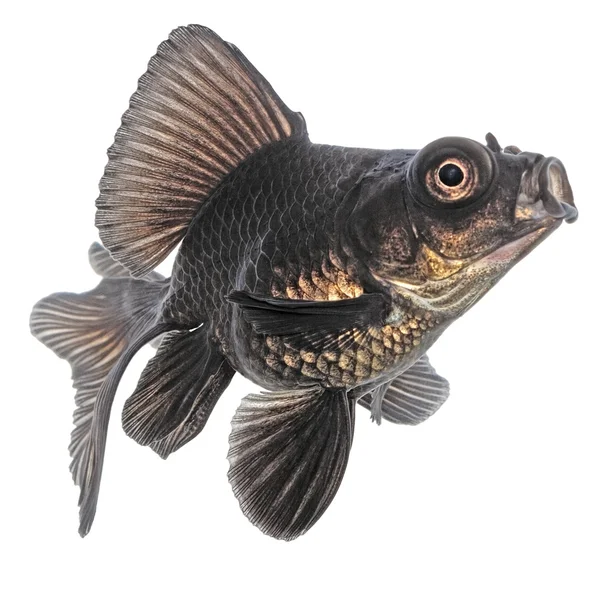 白底黑色金鱼 — 图库照片