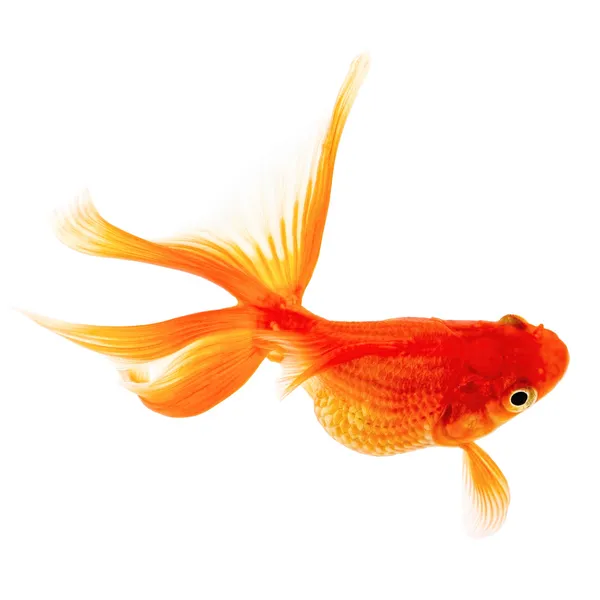 Gold Fish on White Background — Stock Photo, Image