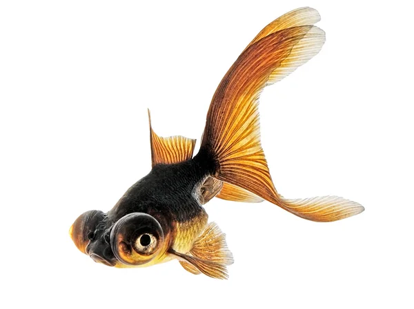 Dragon eye goldfish — Stock Photo, Image
