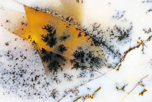 Yosun akik çatlaklar — Stok fotoğraf