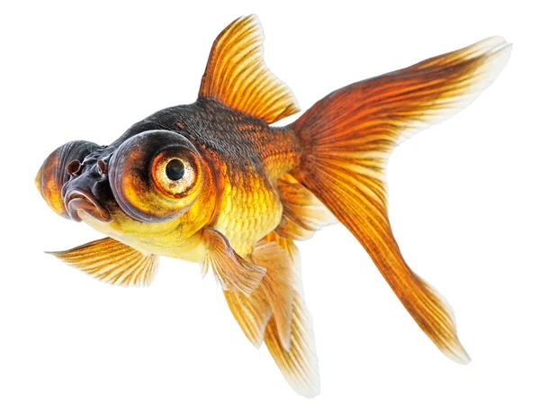 Teleskopet Eye Goldfish — Stockfoto