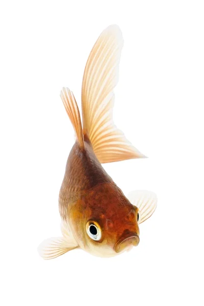 Gold Fish on White Background — Stock Photo, Image