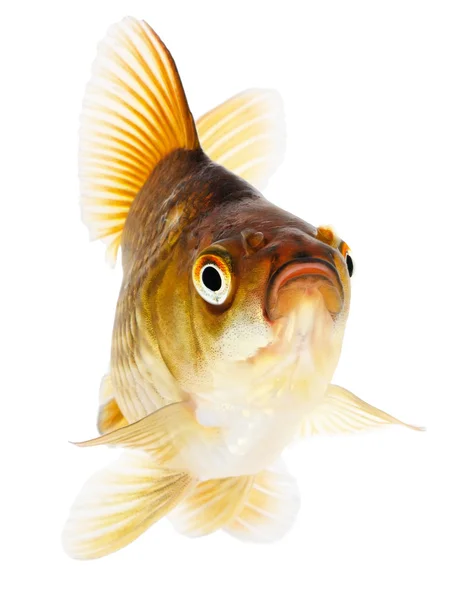 Guld fisk på vit bakgrund — Stockfoto