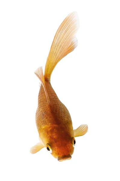 Peixe dourado sobre fundo branco — Fotografia de Stock
