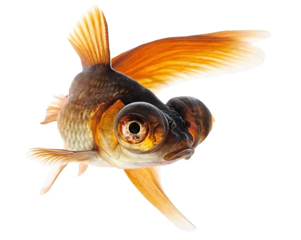 Teleskopet Eye Goldfish — Stockfoto