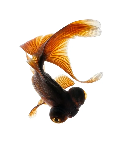 Teleskopet Eye Goldfish — Stockfoto