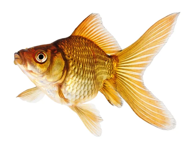 Arany halak, fehér háttér — Stock Fotó