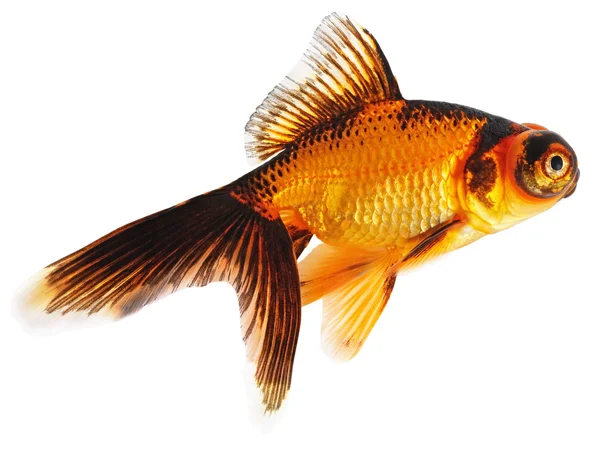 Gold Fish on White Background — Stock Photo, Image