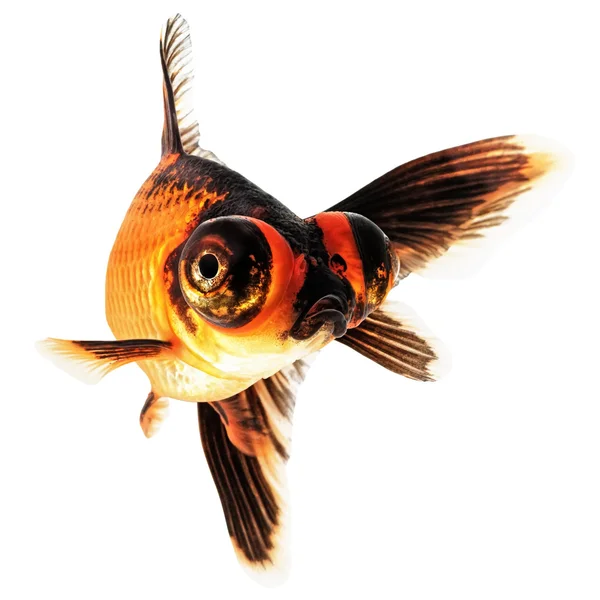Telescópio Eye Goldfish — Fotografia de Stock