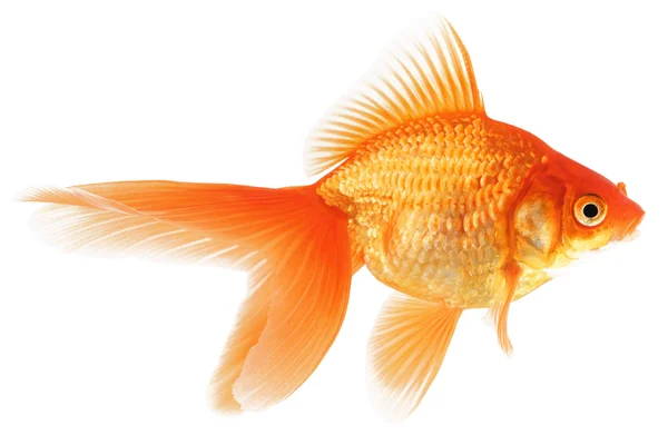 白い背景の上の金の魚 ロイヤリティフリーのストック画像