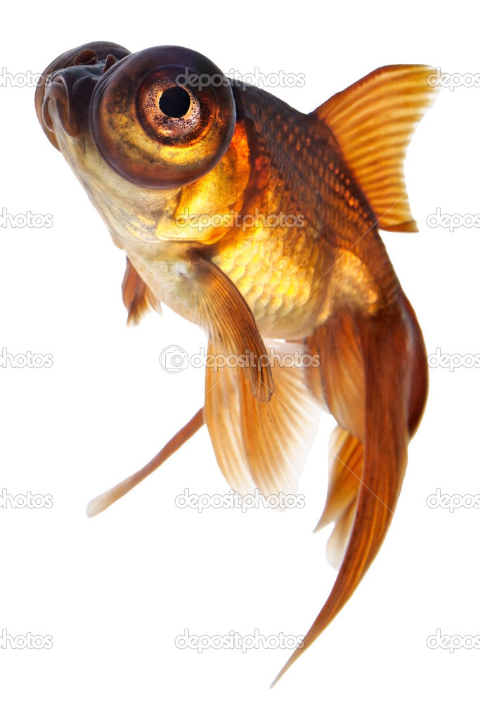 Telescope eye goldfish