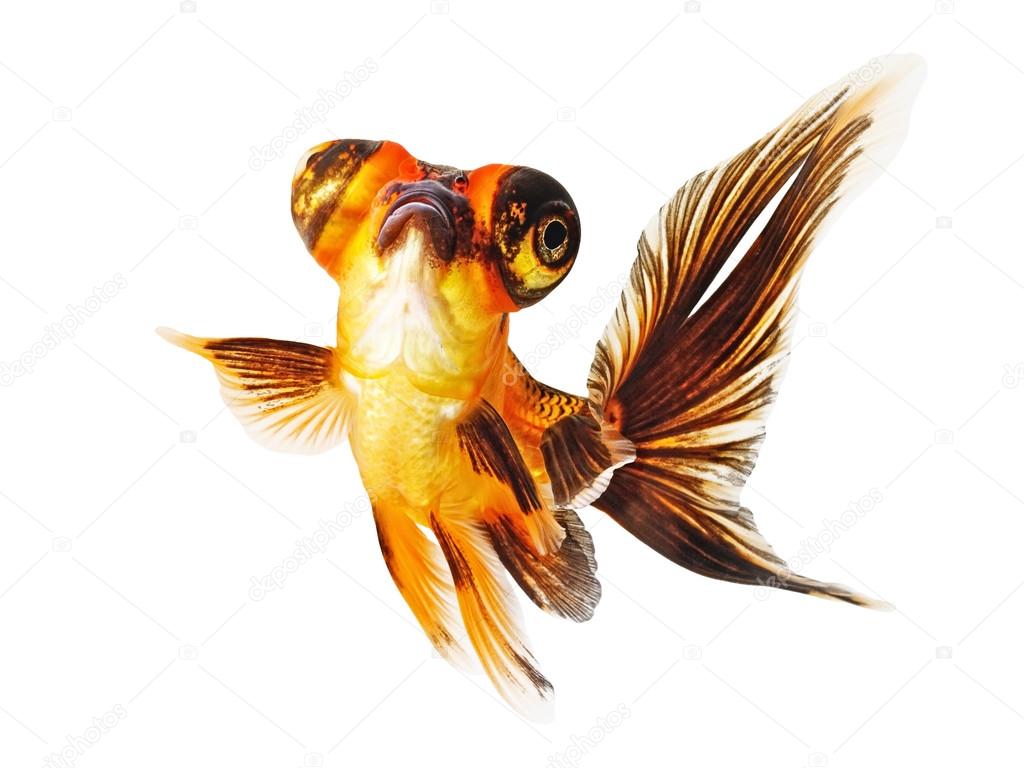black and white telescope goldfish black and white telescope goldfish