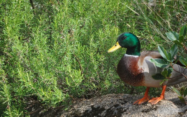Wild Duck (Anas platyrhynchos) — Stock Photo, Image