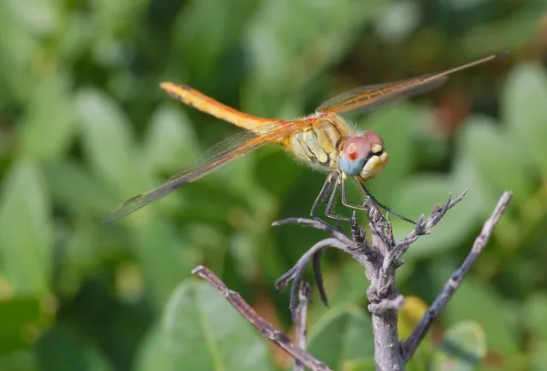 Libelle — Stockfoto