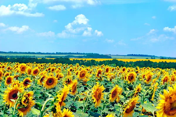 Veld met bloeiende zonnebloemen, zomer landschap — Stockfoto