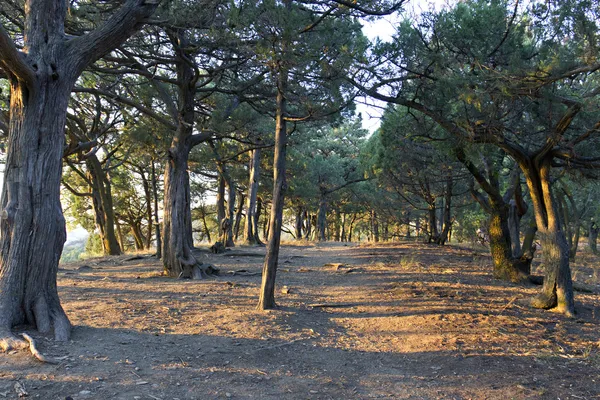 Sonnenuntergang auf einer Waldlichtung — Stockfoto