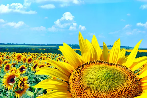 Veld met bloeiende zonnebloemen, zomer landschap — Stockfoto