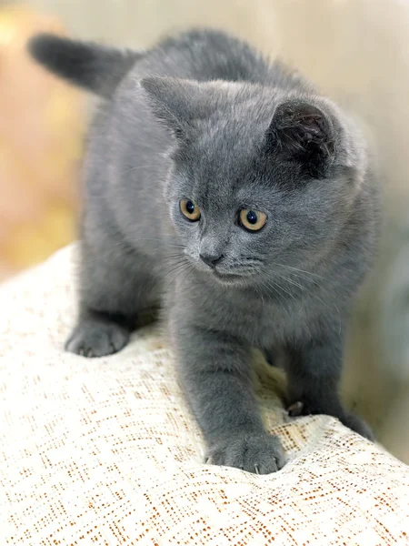 Brittiska rasen kattunge rökiga-grå färg — Stockfoto