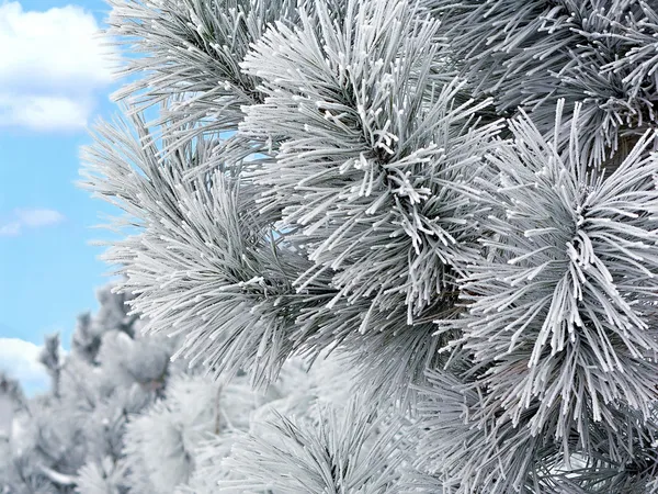 Snow covered pine branch — Stock Photo, Image