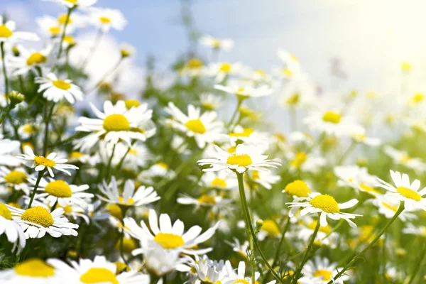 Weiße Gänseblümchen im Sonnenlicht — Stockfoto