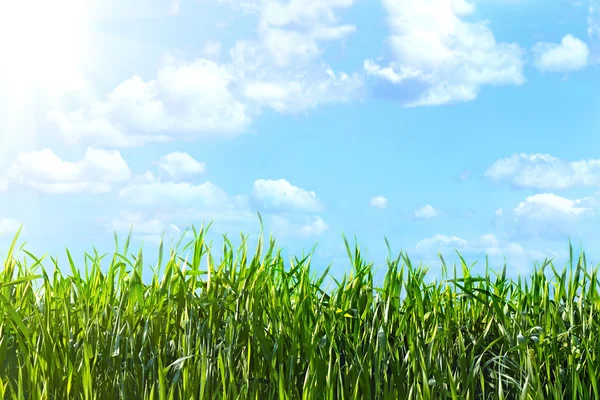 Vy av himlen genom det gröna gräset — Stockfoto