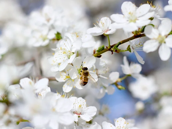 Bee on the flower of cherry — Stock Photo, Image
