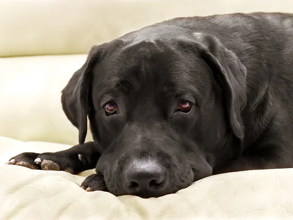 Kutya tenyészt fekete labrador közelről — Stock Fotó