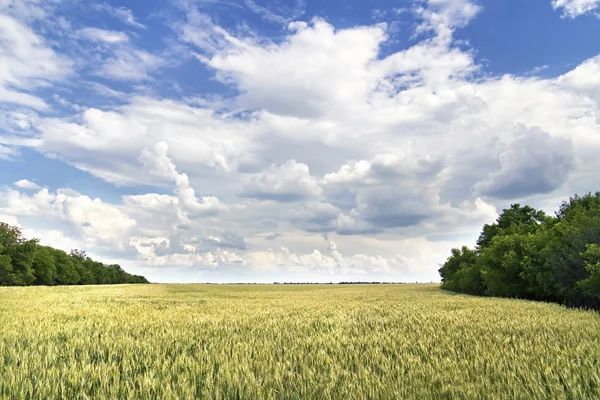 View of agricultural fields — Stock Photo, Image