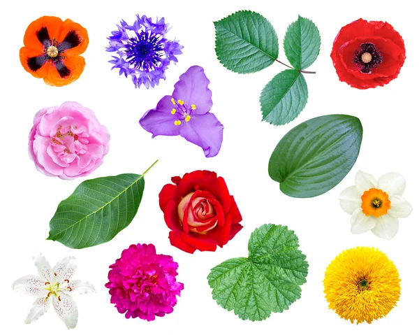 Conjunto de flores y hojas — Foto de Stock
