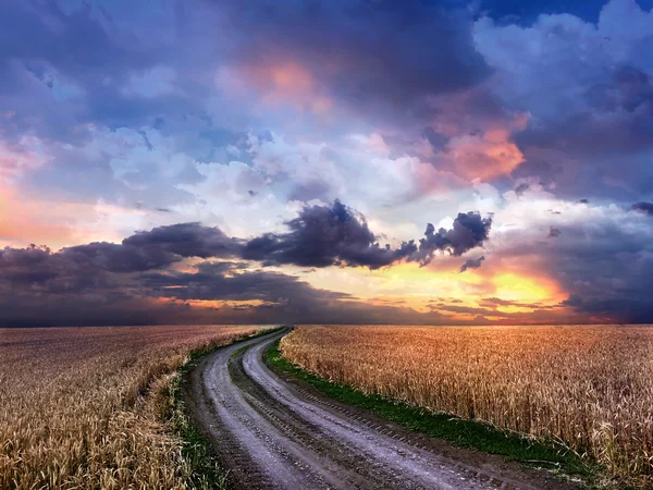 Chemin de terre au milieu d'un champ de blé — Photo