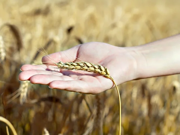 Spica wheat lying on a palm Stock Photo