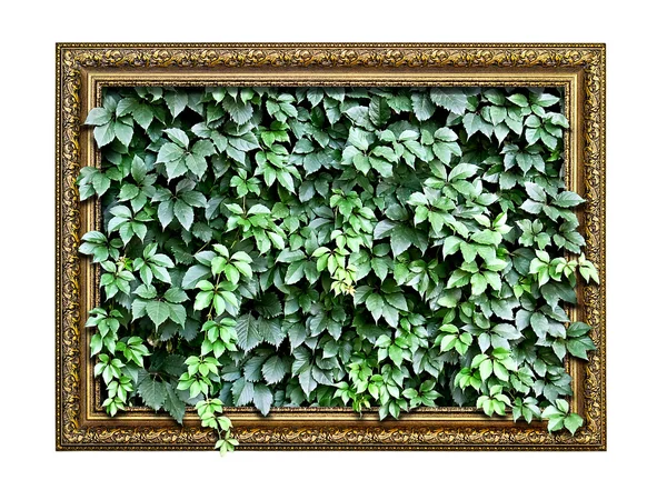 Quadro com folhas verdes dentro — Fotografia de Stock