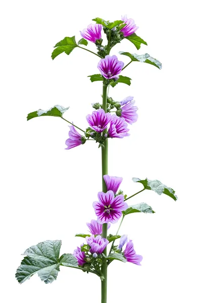 Wild mallow plant during the flowering — Stock Photo, Image