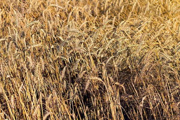 Ripe wheat ears close up as background — Stock Photo, Image