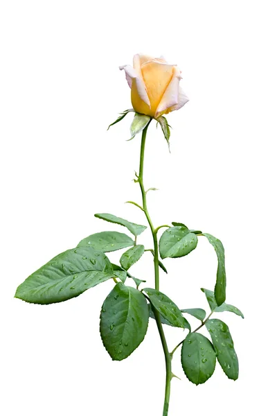 Yellow rose isolated on white background — Stock Photo, Image