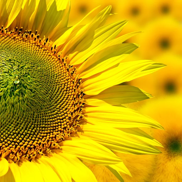 Veld met bloeiende zonnebloemen, zomer landschap — Stockfoto