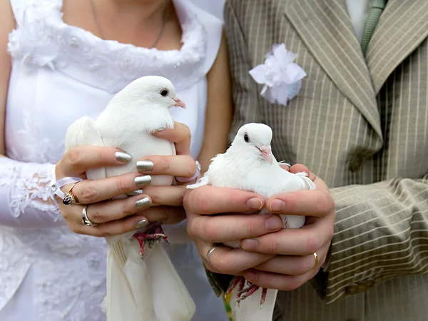 Wedding doves close-up in the hands of the bride and groom — Stock Photo, Image