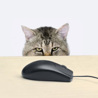 kedi bir bilgisayar fare avlar